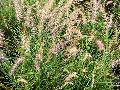 Karley Rose Fountain Grass / Pennisetum 